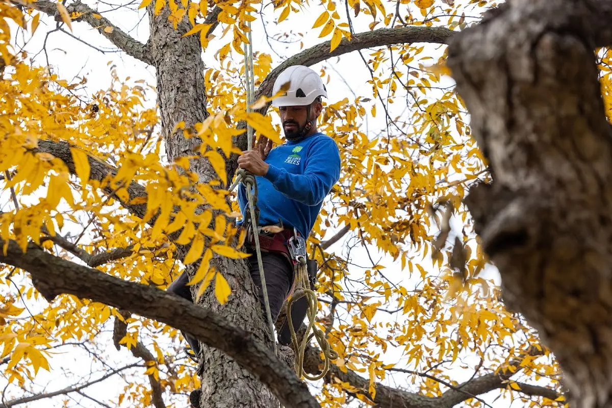 Skilled Tree Transplanting crew working in Wayland